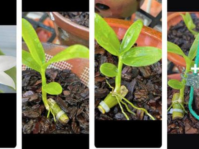 Thị trường - Tiêu dùng - Người mua lan đột biến giờ chỉ muốn "đột tử"