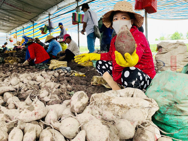 Thị trường - Tiêu dùng - Thanh long, chuối… tắc đường sang Trung Quốc