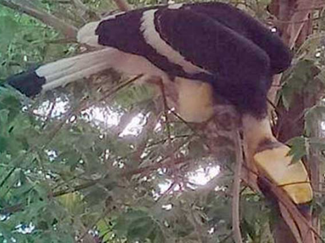 Tin tức trong ngày - Tin tức 24h qua: Cặp chim phượng hoàng đất quý hiếm xuất hiện ở An Giang