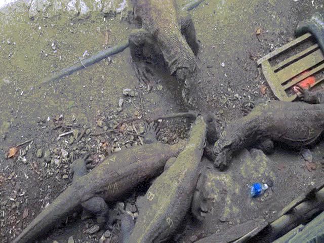 Phi thường - kỳ quặc - Video: Rồng Komodo "khát máu" kéo khỉ con từ trên hàng rào xuống đất