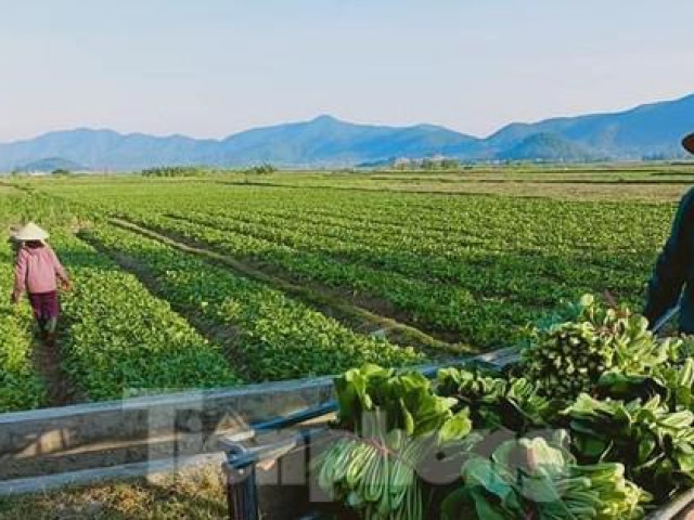 Thị trường - Tiêu dùng - Hàng nghìn tấn rau nằm ruộng, nông dân thấp thỏm ''đỏ mắt'' chờ người mua