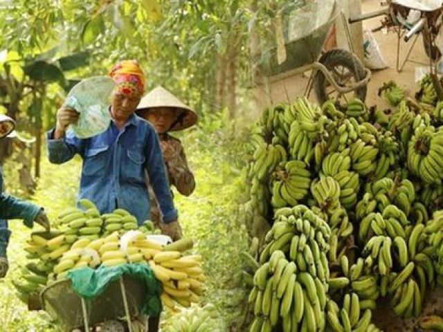 Thị trường - Tiêu dùng - Lào Cai lên kế hoạch khẩn cấp để... cứu chuối