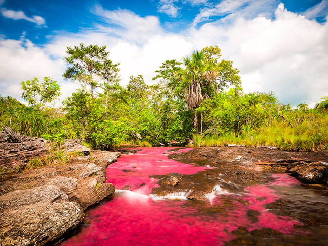 Sông Caño Cristales ở Colombia còn được gọi là 'dòng sông ngũ sắc' hay 'cầu vồng lỏng' bởi vào khoảng tháng 7 đến tháng 11 hằng năm, một loài thực vật độc đáo có tên gọi là macarenia clavigera sống dưới đáy sông chuyển sang màu đỏ rực rỡ xen kẽ với làn nước xanh và cát vàng. 

