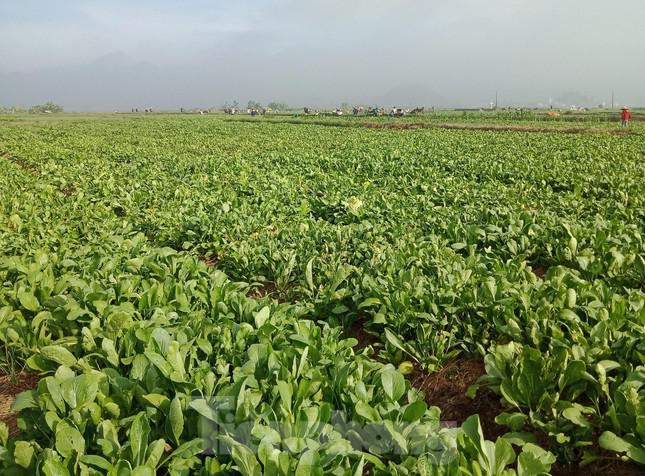 Hàng nghìn tấn rau ở xã Nghi Thuận đã đến kỳ thu hoạch nhưng không có người mua