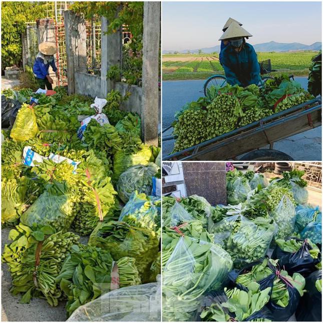 Hàng nghìn tấn rau không có thương lái thu mua