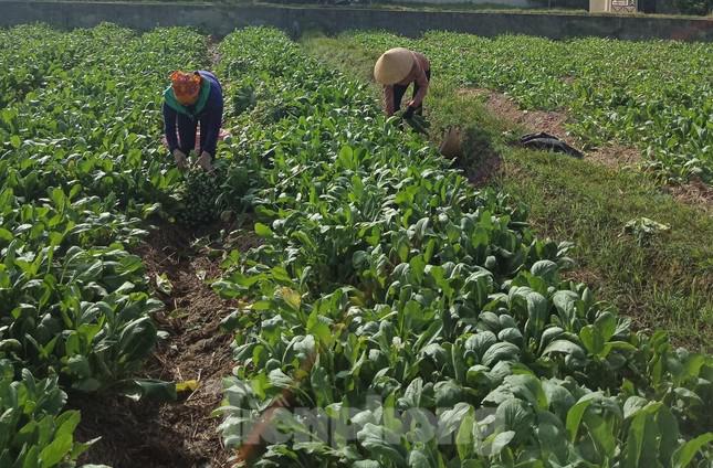 Rau ùn ứ trên các cánh đồng khiến người dân như "ngồi trên lửa"