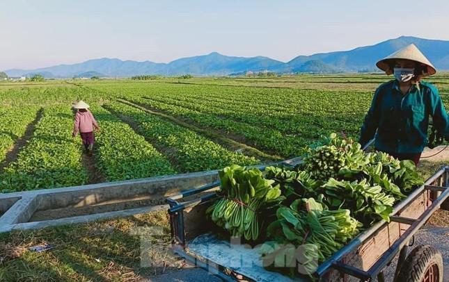 Nông dân chỉ dám thu hoạch cầm chừng