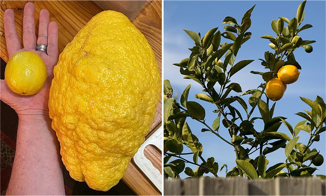 Quả chanh nặng 2,6kg bên cạnh quả chanh thông thường.&nbsp;