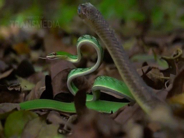 Phi thường - kỳ quặc - Video: Rắn roi xanh đại chiến với rắn ráo, ai là kẻ chiến thắng?