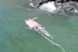 Tin tức trong ngày - Xôn xao clip nghi cá heo hồng chết trôi trên biển ở Hải Phòng