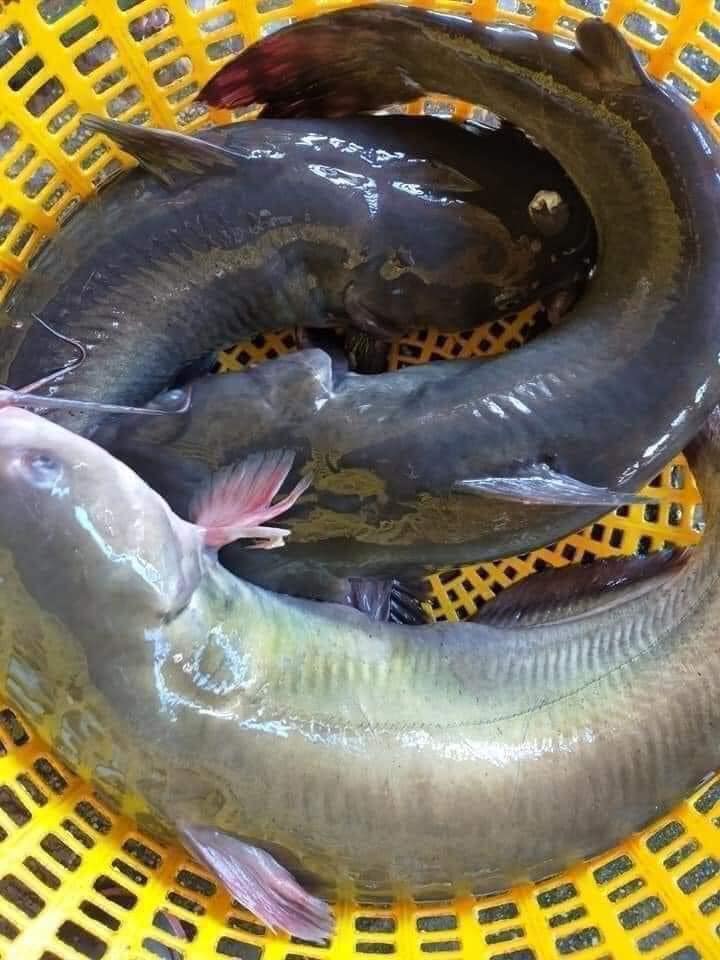 Loại cá đặc sản từng tiến Vua ở Việt Nam đang được bán với giá siêu rẻ, chỉ 85.000 đồng/kg - 2