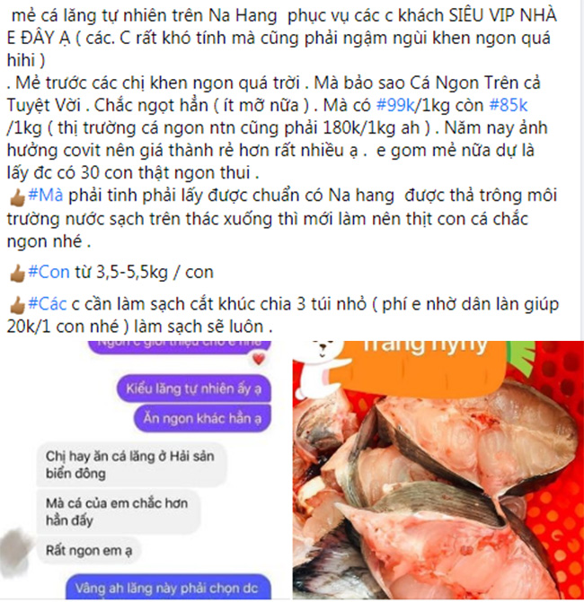 Loại cá đặc sản từng tiến Vua ở Việt Nam đang được bán với giá siêu rẻ, chỉ 85.000 đồng/kg - 3
