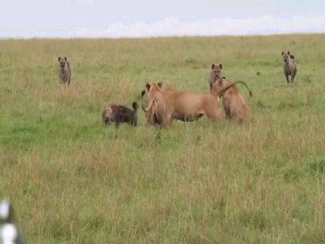 Phi thường - kỳ quặc - Bầy sư tử ác chiến với linh cẩu giành xác trâu rừng