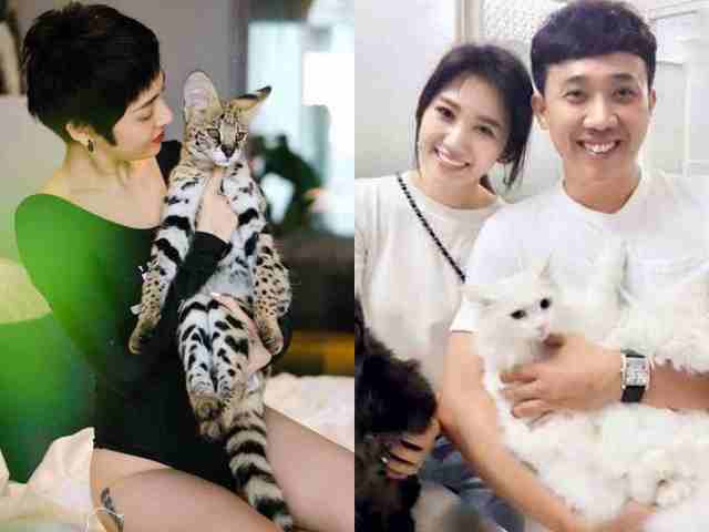 Đời sống Showbiz - Trấn Thành nuôi mèo 70 triệu chưa bằng số tiền "khủng" của ngọc nữ này chi cho thú cưng?