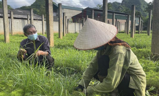 Ông Nguyễn Xuân Bàn hướng dẫn kỹ thuật chăm sóc cây giống cho công nhân.