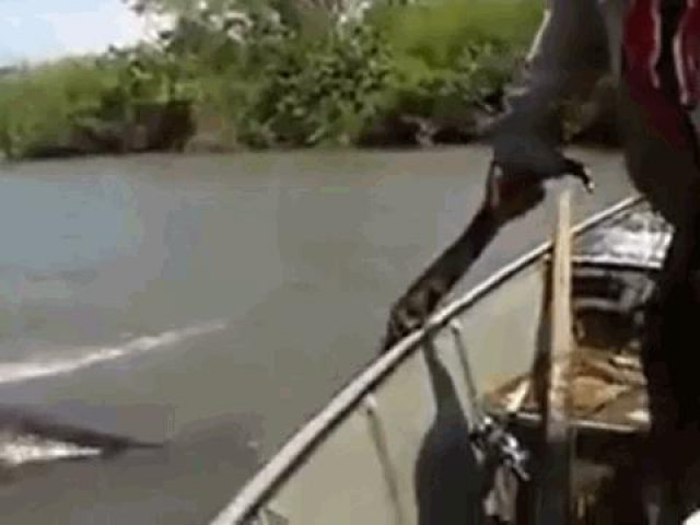 Video - Clip: Người đàn ông dùng tay không bắt trăn "khủng" trên sông Amazon