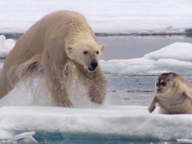 Media - "Quái vật Bắc Cực" ngụy trang tuyệt đỉnh trước khi hạ sát con mồi