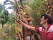 “Người rừng” Hồ Văn Lang qua đời