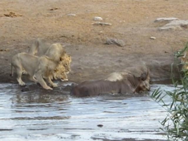 Media - Sư tử cậy đông quây đánh tê giác bị sa lầy và cái kết bất ngờ