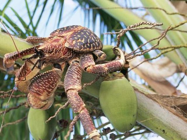 Thị trường - Tiêu dùng - Sốc trước loài cua biết leo cây, nhìn sợ mà ăn ngon, giá nửa triệu/kg