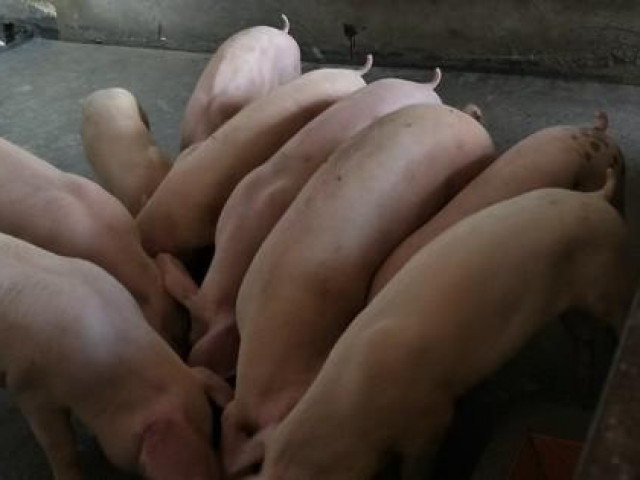 Thị trường - Tiêu dùng - Loại rau tanh ngòm, mọc khắp vườn, trước dùng cho lợn ăn, mang sang Trung Quốc quý như vàng