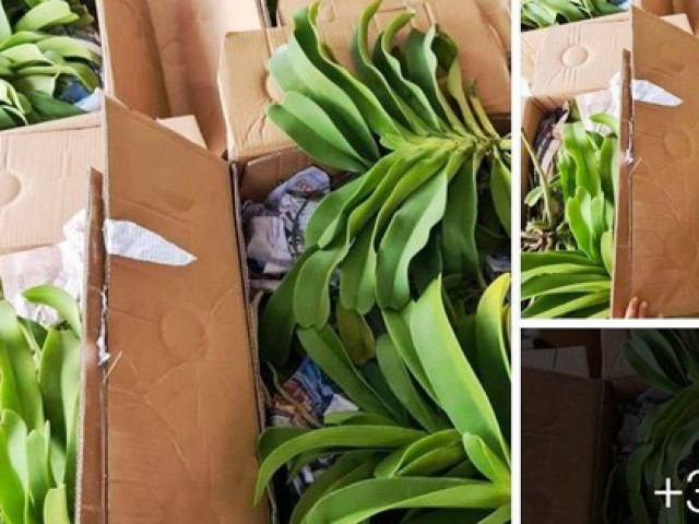 Thị trường - Tiêu dùng - Livestream mua bán lan gần 26,5 tỷ đồng nhưng ''quên'' đóng thuế