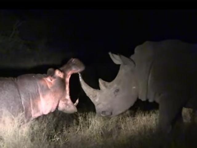 Media - Hà mã "cà khịa" tê giác và cái kết đắng