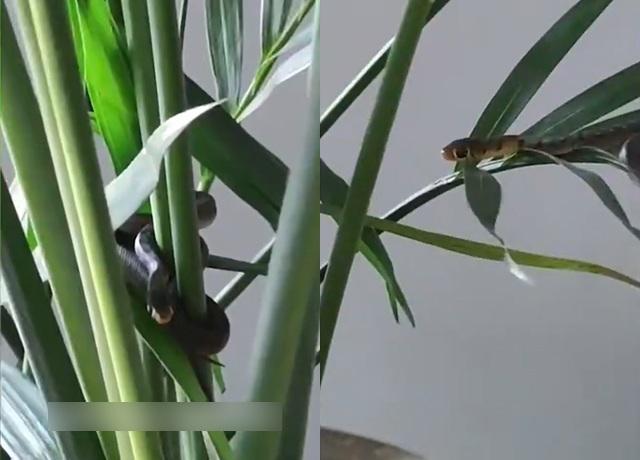 Những con rắn con bò dưới chậu cây, quấn trên ngọn cây và rơi cả xuống sàn nhà.