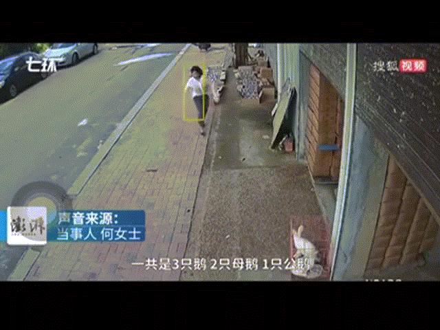 Phi thường - kỳ quặc - Clip: Người phụ nữ bị ngỗng "truy đuổi" suốt nửa năm trời chỉ vì một lần "trót dại"