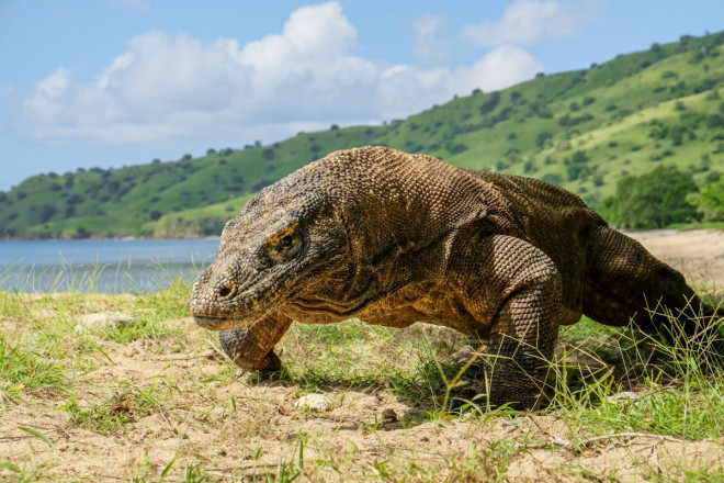 Rồng Komodo&nbsp;có hàm răng sắc như dao cạo, đã có vài trường hợp nó tấn công cả con người