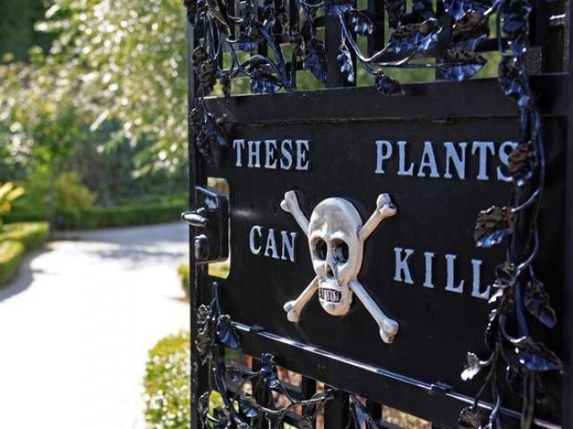 Du lịch - Khu vườn "cực độc", cây có thể gây chết người hoặc hôn mê