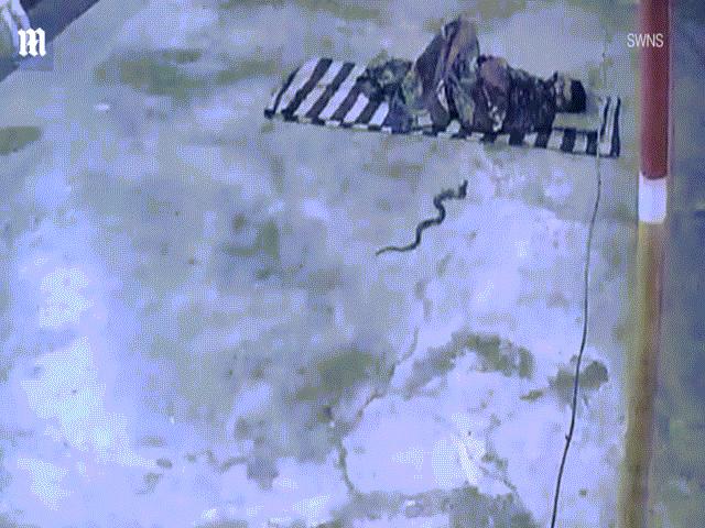 Thế giới - Ấn Độ: Rắn hổ mang mò vào chăn của người nằm đất, nhảy lên cắn khi bị phát hiện