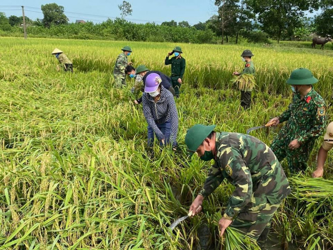 Cán bộ công chức, công an, quân đội xuống đồng giúp dân gặt lúa tại thôn Khe Sinh và thôn Phú Sơn, xã Phú Nhuận, huyện Như Thanh - là 2 địa phương đang thực hiện giãn cách xã hội theo Chỉ thị 16 của Thủ tướng Chính phủ