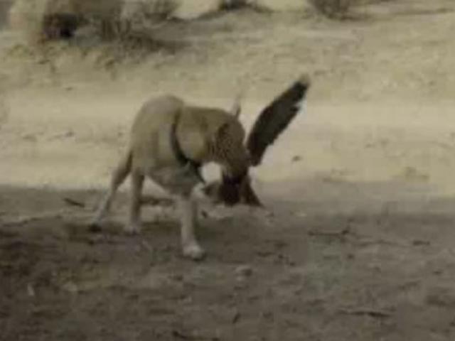 Media - Thấy chó nhà lại gần miếng mồi, chim cắt tấn công phủ đầu "dằn mặt" đối thủ