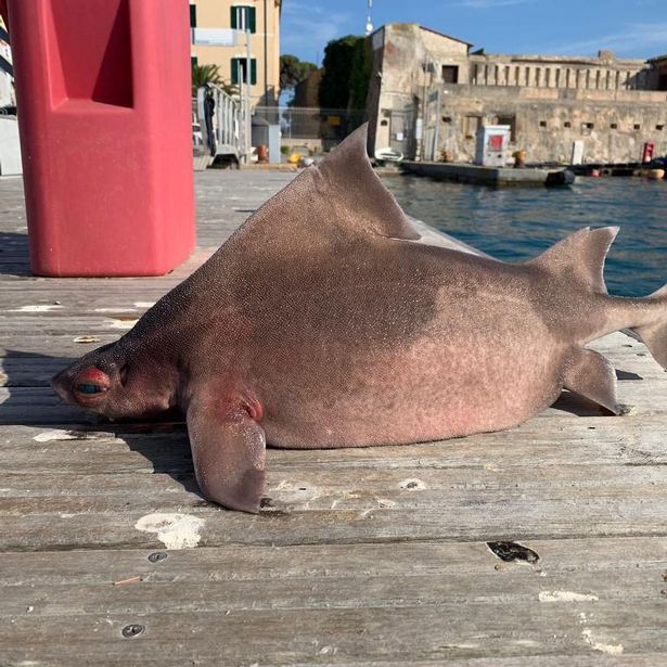 Sinh vật có phần đầu giống lợn, phần thân cá mập được cái sĩ quan hải quân Ý vớt lên bờ. Ảnh: Newsflash