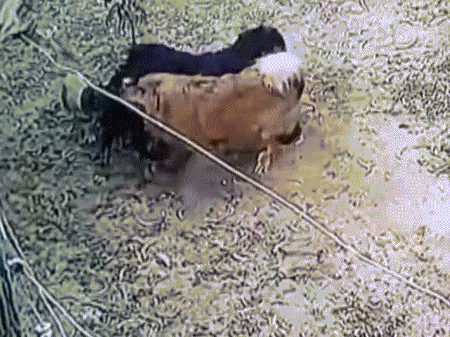 Phi thường - kỳ quặc - Video: Chó Rottweiler bị chó ngao Tây Tạng tấn công, kết cục sẽ ra sao?