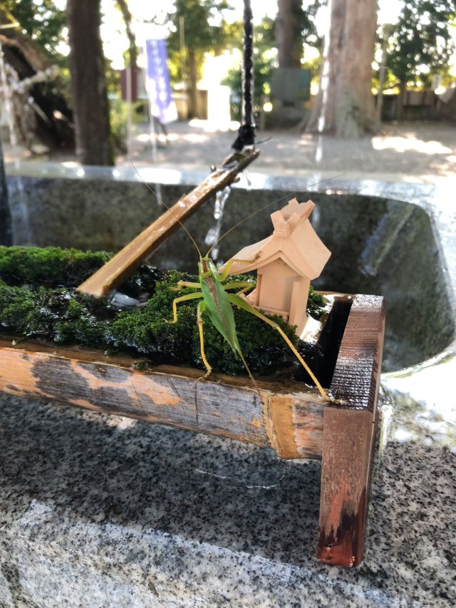 Đền thờ kỳ lạ ở Nhật Bản xây chỗ uống nước dành riêng cho những chú ong - 6