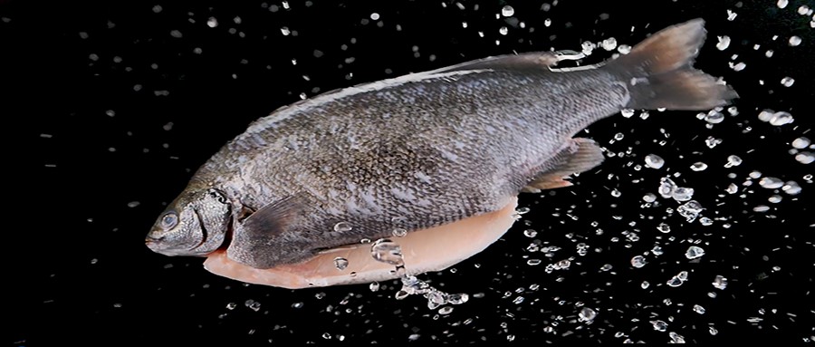 Loại cá có hàm lượng DHA gấp 4 lần cá hồi và 3 lần cá ngừ, nhiều người thích nhưng khó mua - 1