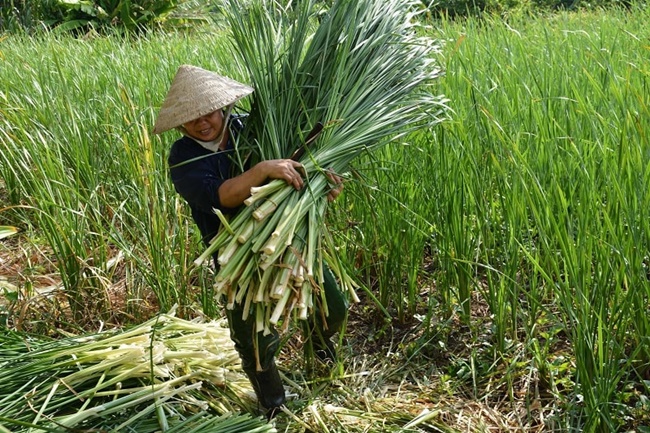 Bồn bồn đến kỳ thù hoạch thì mỗi tháng được hái một lần, mỗi đợt như vậy kéo dài 10 ngày.
