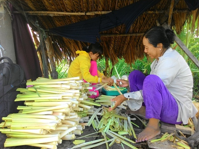 Khi thu hoạch, chỉ nhổ những cây sung sức, không nhổ cây còn non. Khi nhổ phải đảm bảo không để đứt gốc bên dưới, do đó phải có kỹ năng.


