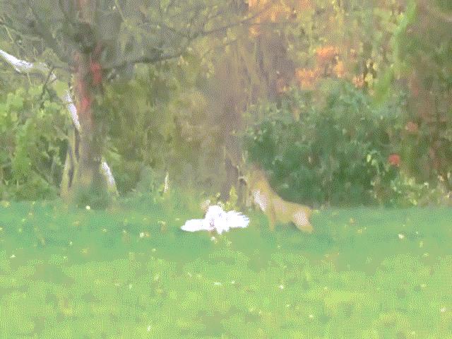 Phi thường - kỳ quặc - Video: Linh miêu kịch chiến diều hâu, kẻ nào sẽ chiến thắng?