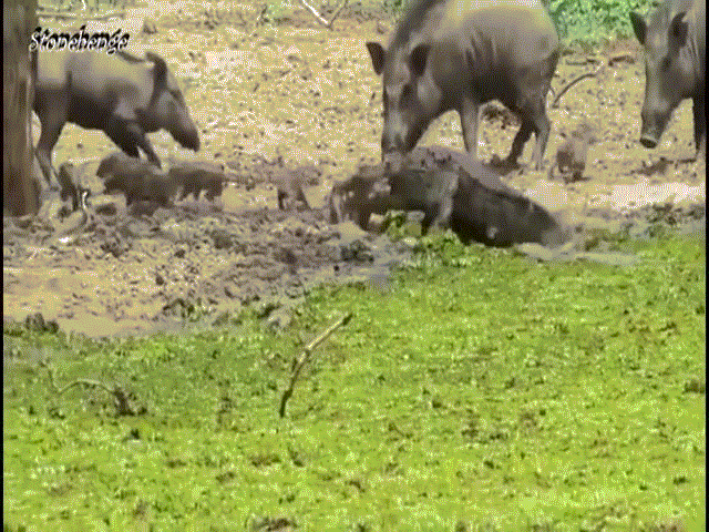 Phi thường - kỳ quặc - Video: Lợn rừng trưởng thành lao đến liều chết với "sát thủ đầm lầy" để bảo vệ con non