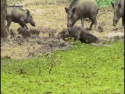 Phi thường - kỳ quặc - Video: Lợn rừng trưởng thành lao đến liều chết với &quot;sát thủ đầm lầy&quot; để bảo vệ con non