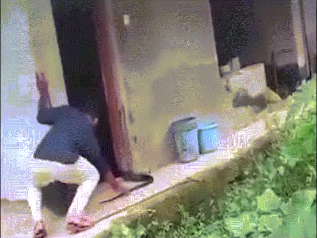 Thế giới - Video: Thợ bắt rắn Ấn Độ nắm đuôi hổ mang chúa 4,2m, bị phần đầu xuất hiện dọa "mất mật"