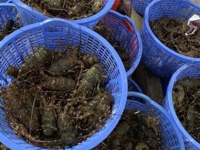 Thị trường - Tiêu dùng - Hải sản về Hà Nội với giá rẻ chưa từng có, người dân "tranh thủ" ăn "sang"