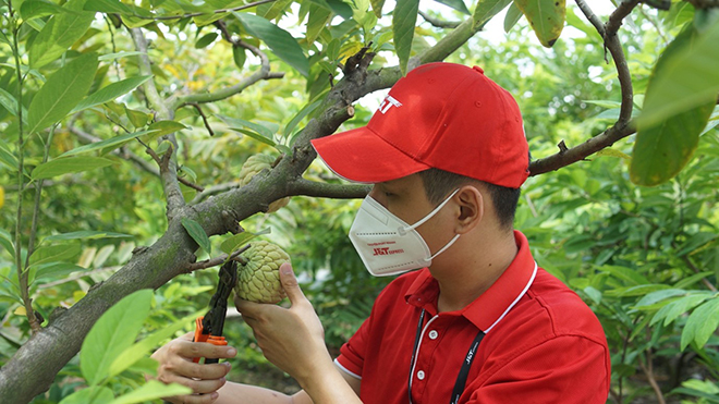 Nhân viên hỗ trợ thu hái na Liên Khê giúp đỡ bà con
