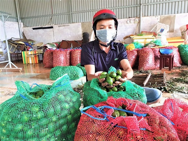 Một đại lý ở Đắk Lắk thu mua hàng trăm tấn cau tươi mỗi năm