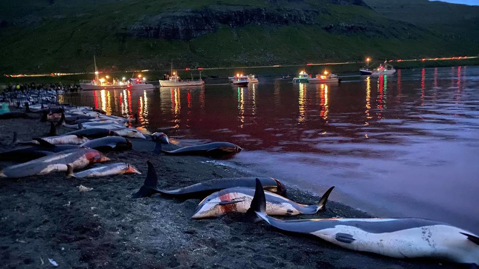 Cá heo bị tàn sát ở quần đảo Faroe thuộc Đan Mạch.
