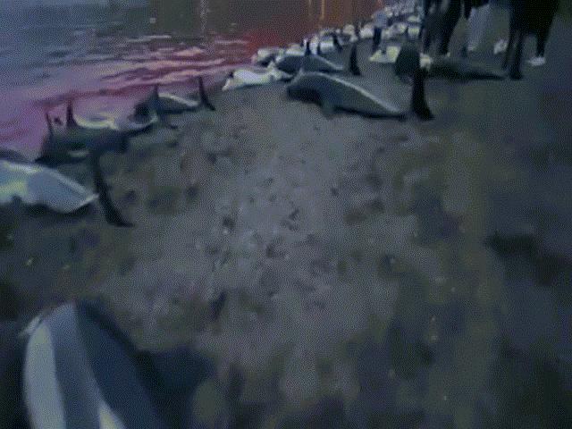 Thế giới - Video: Gần 1.500 con cá heo bị tàn sát ở quần đảo Đan Mạch