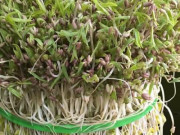 Thị trường - Tiêu dùng - Giãn cách nhiều ngày vì COVID-19 nhưng máy làm giá đỗ &quot;cháy hàng&quot; trên các chợ mạng